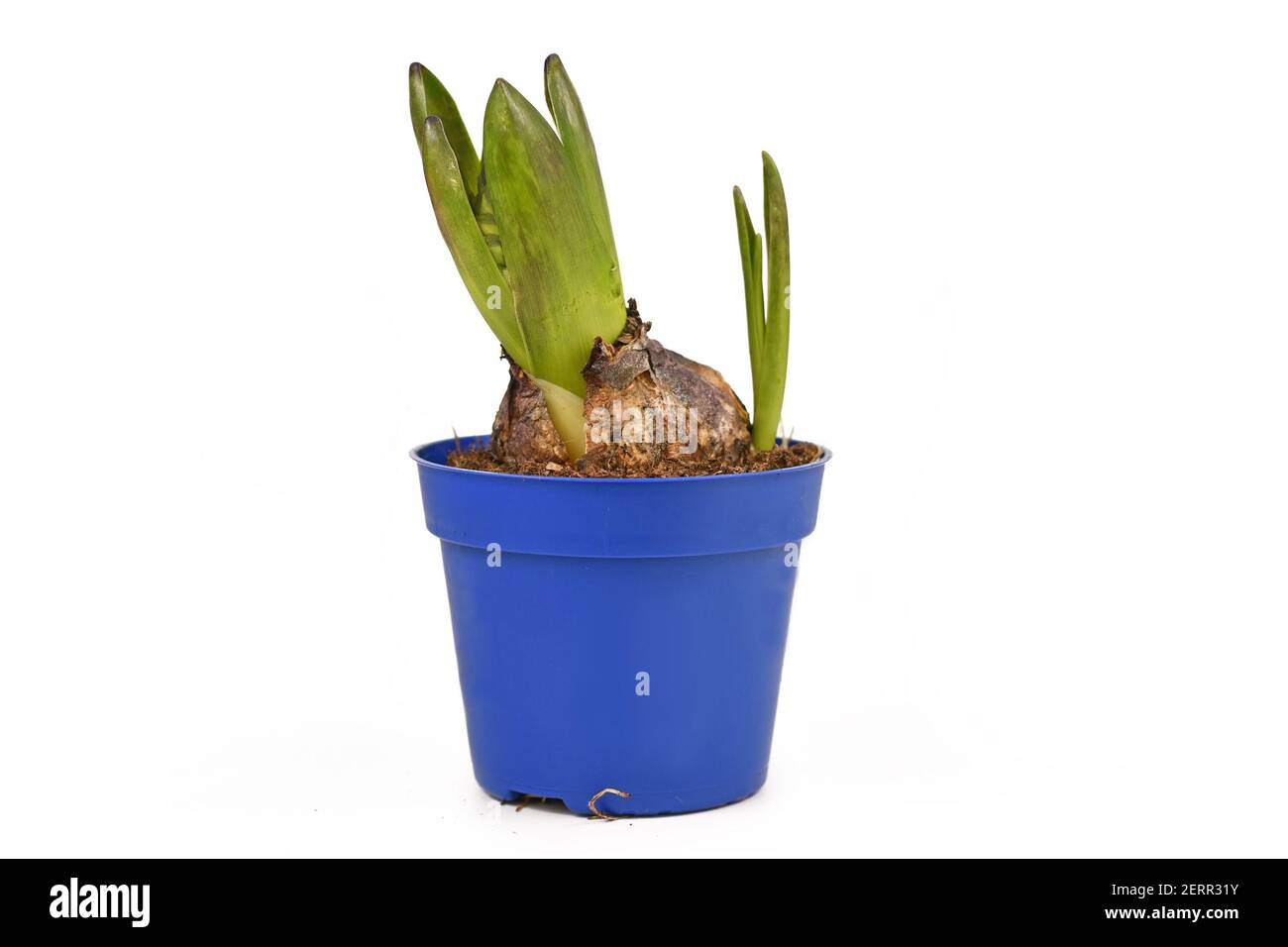 Petite bulbe de fleur de jacinthus avec feuilles dans un pot de fleur bleu isolé sur fond blanc Banque D'Images