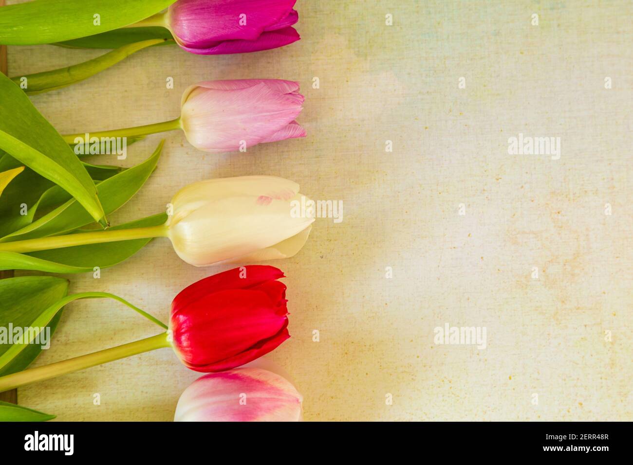Plat avec différentes tulipes hollandaises colorées Banque D'Images