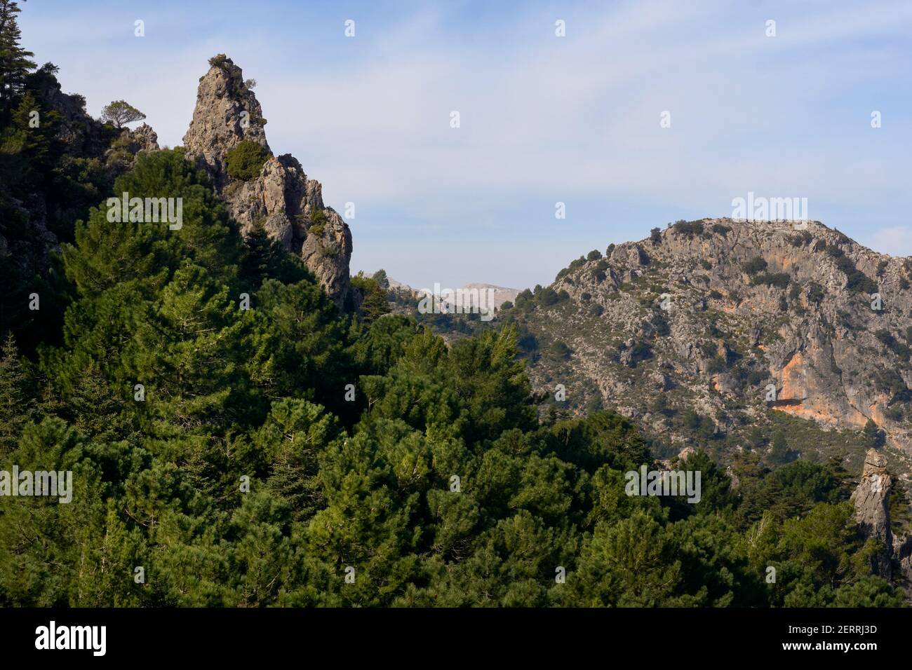 Forêt de Pinsapos (Abies Pinsapo) dans la forêt de sapins du Yunquera du parc national de la Sierra de las Nieves à Malaga. Andalousie, Espagne Banque D'Images