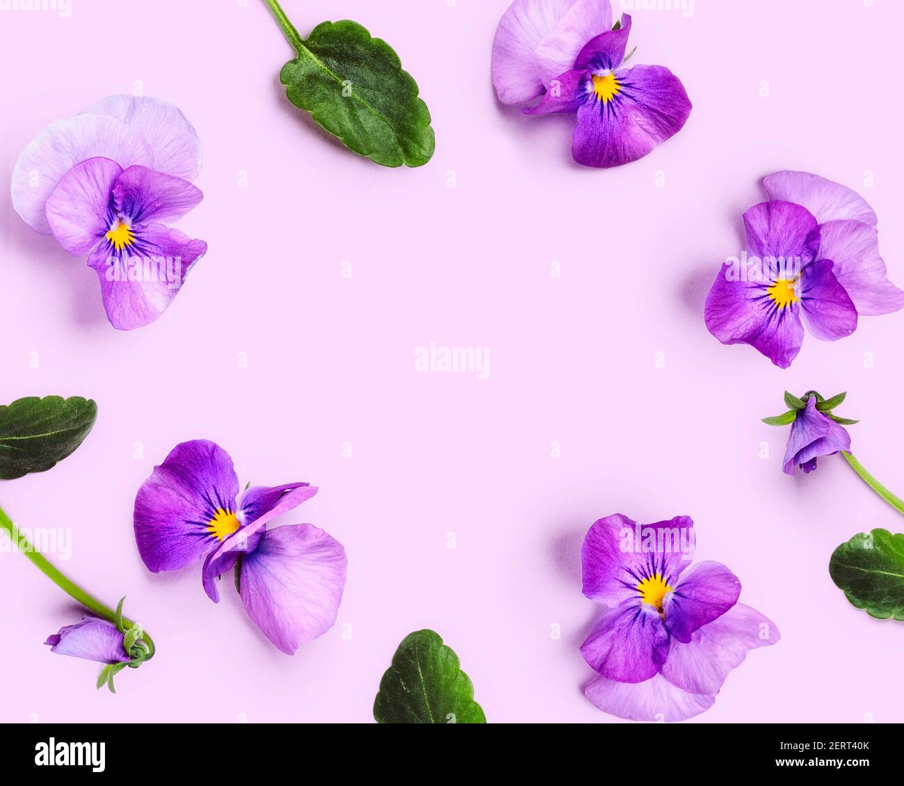 Agencement et composition créatifs de la fleur de violette. Fleurs et feuilles de printemps pourpres sur fond lilas. Composition florale, élément design Banque D'Images