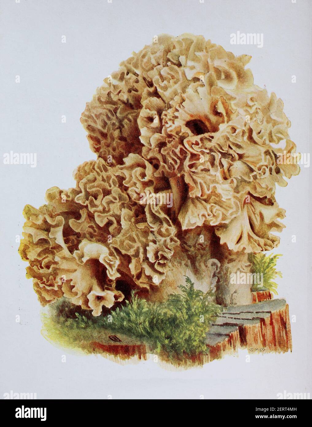 Sparassis crispa est une espèce de champignon du genre Sparassis. En anglais, on l'appelle parfois champignon du chou-fleur, reproduction numérique d'une ilustration d'Emil Doerstling (1859-1940) Banque D'Images