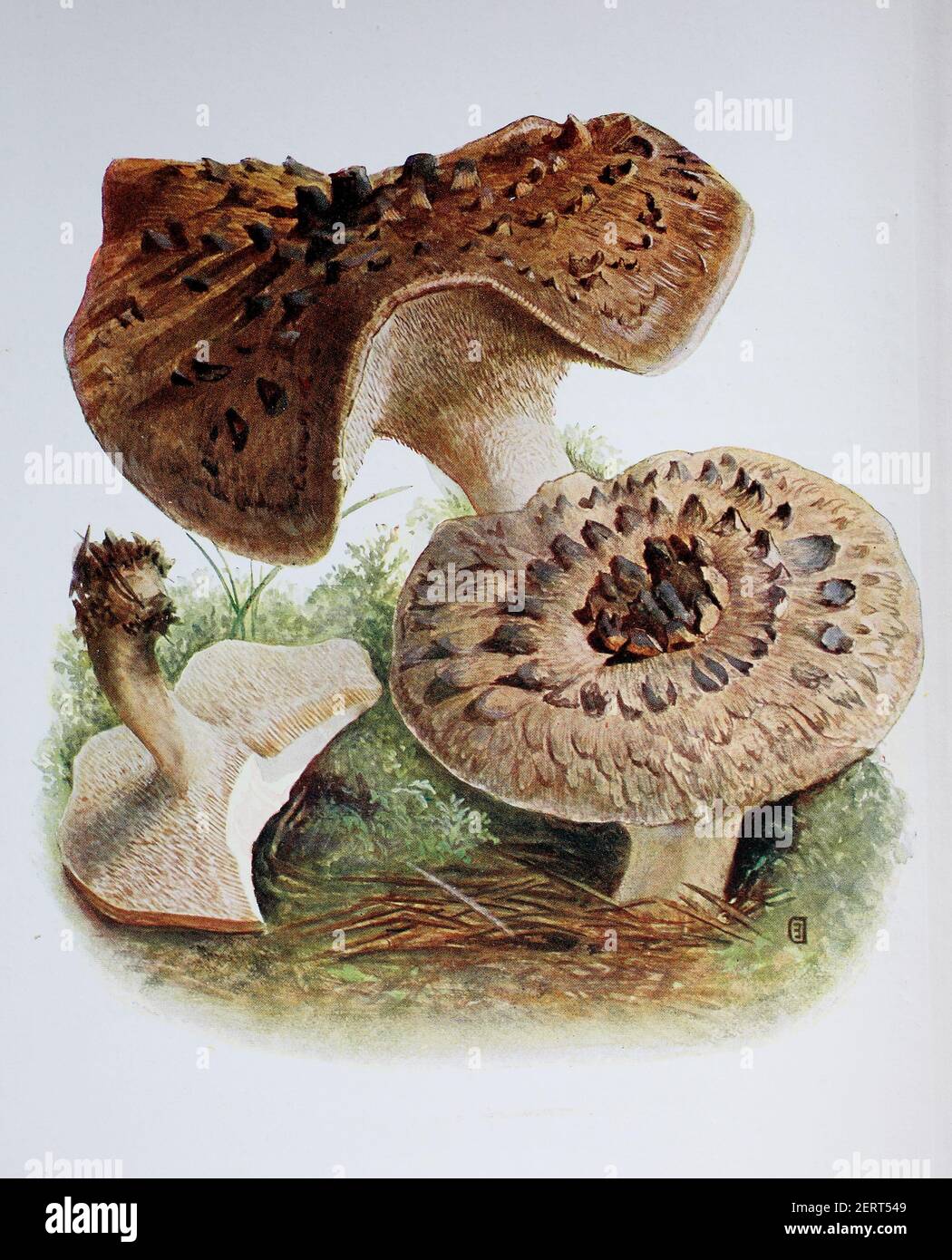 Le Sarcodon imbricatus, communément appelé hérisson ciselé ou hérisson squameux, est une espèce de champignon dentaire dans l'ordre des Thelephorales, reproduction numérique d'une ilustraation d'Emil Doerstling (1859-1940) Banque D'Images