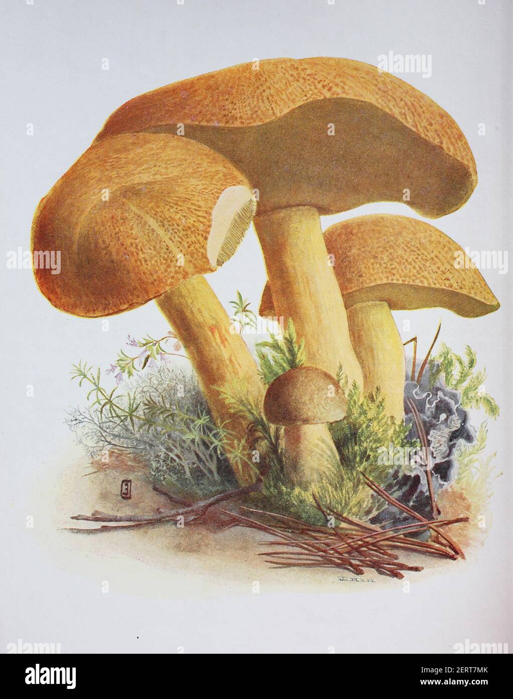 Le Suillus variegatus, communément appelé boléte de velours ou boléte variegé, est une espèce de champignons comestibles du genre Suillus, reproduction numérique d'une ilustration d'Emil Doerstling (1859-1940) Banque D'Images