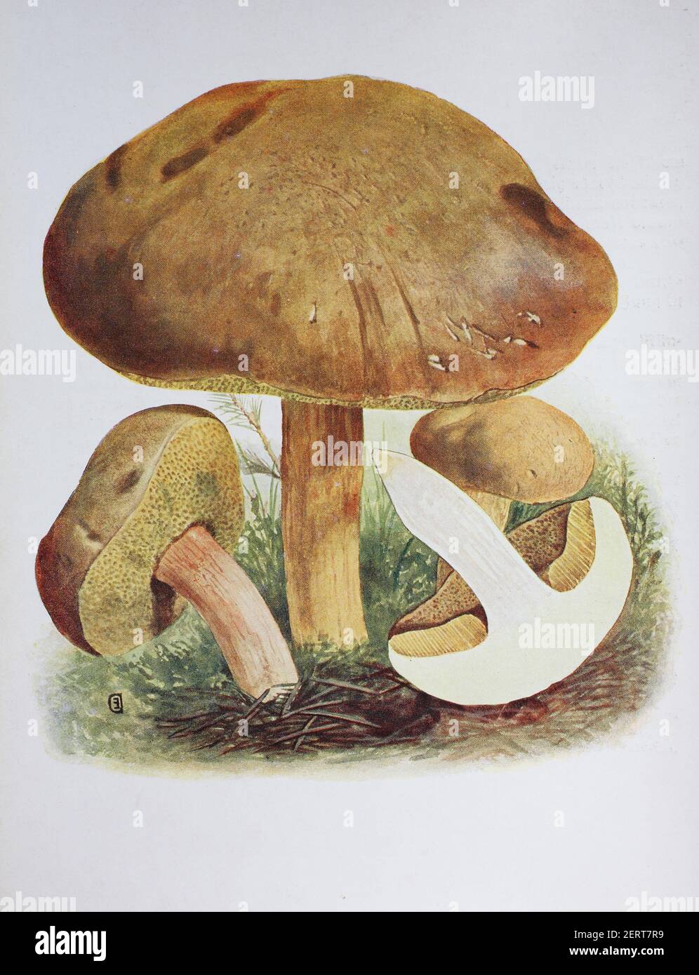 Xerocomus subtomentosus, communément connu sous le nom de bolete suédé, bolete brun et jaune, bolete brun ennuyeux ou bolete craqué jaune, est une espèce de champignon bolete de la famille des Boletaceae, reproduction numérique d'une iluration d'Emil Doerstling (1859-1940) Banque D'Images