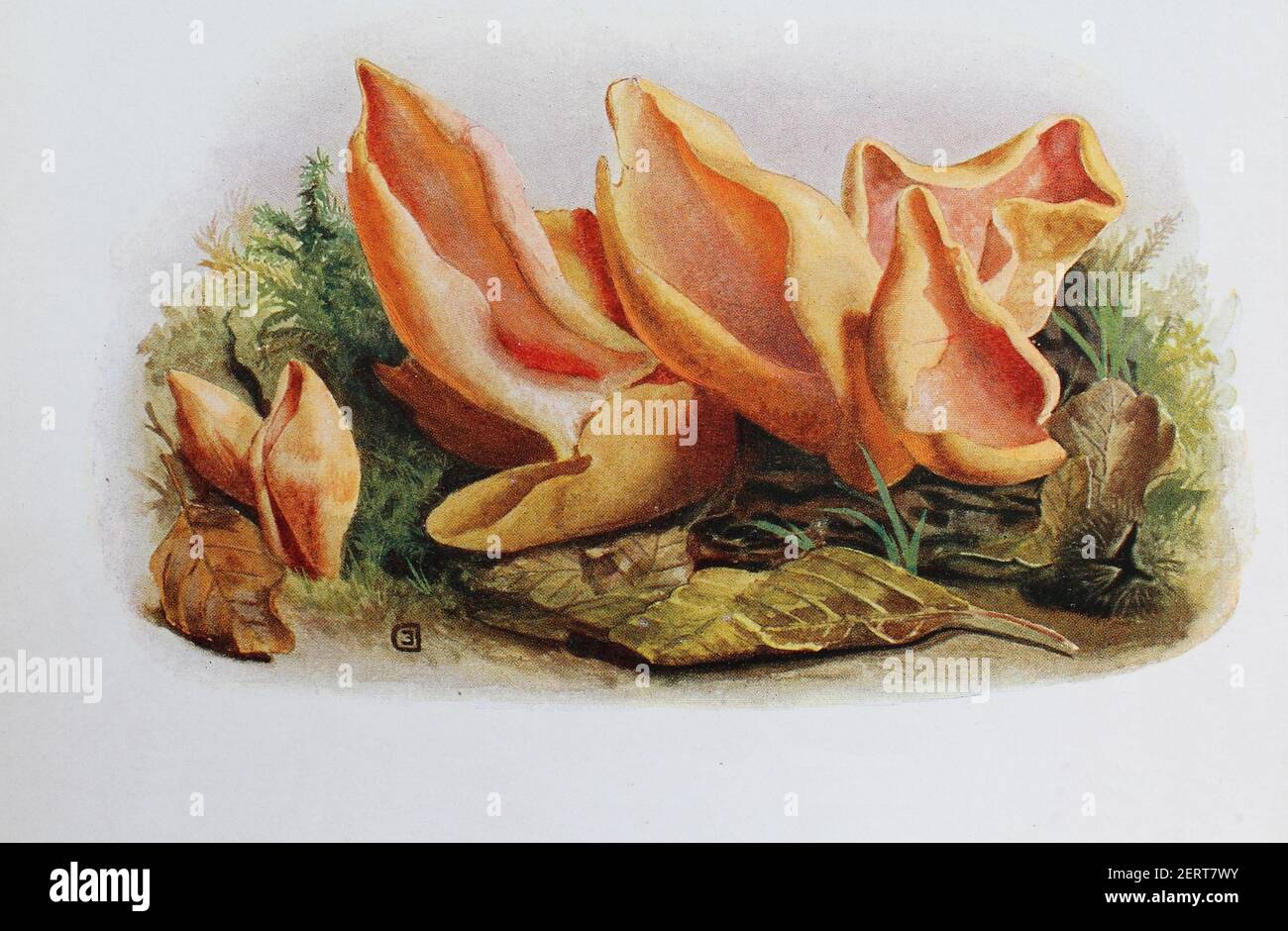 Otidea leporina est une espèce de champignon de la famille des Pyronemataceae, reproduction numérique d'une ilustration d'Emil Doerstling (1859-1940) Banque D'Images