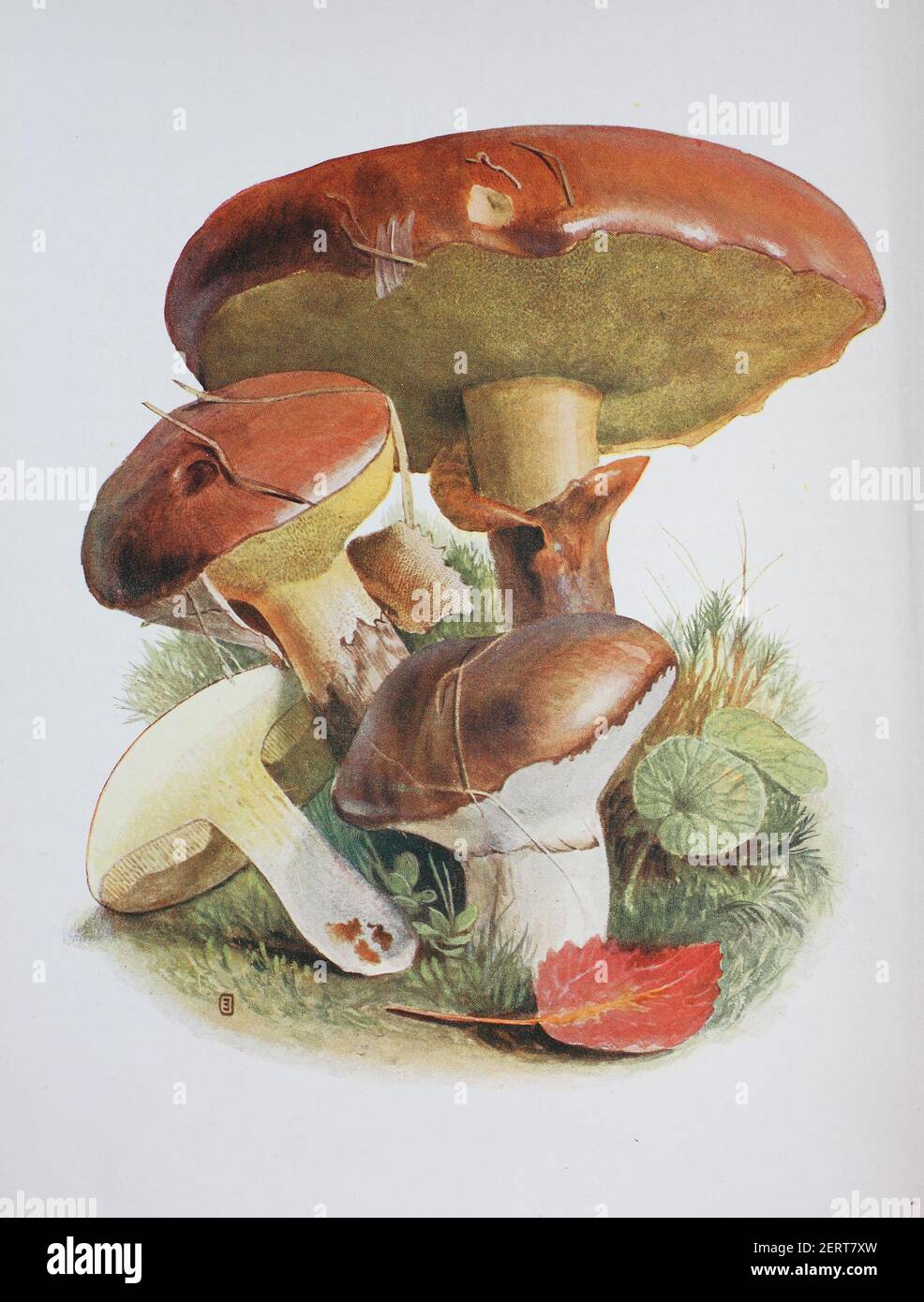 Suillus luteus est un champignon boléte et l'espèce type du genre Suillus. Un champignon commun originaire d'Eurasie, des îles britanniques à la Corée, il a été largement introduit ailleurs, y compris en Amérique du Nord et du Sud, en Afrique australe, en Australie et en Nouvelle-Zélande. Communément appelé « cric glissant » ou « pain collant » dans les pays anglophones, reproduction numérique d'une illustration d'Emil Doerstling (1859-1940) Banque D'Images