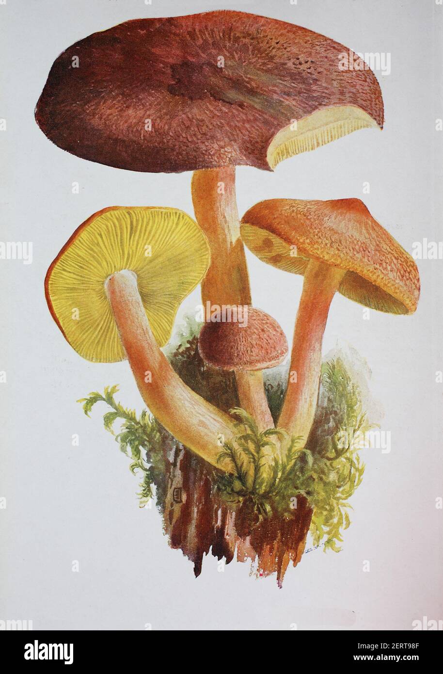 Le Tricholomopsis rutilans, connu sous le nom commun inhabituel mais approprié de Plums et de Custard ou, moins couramment agaric à cheveux rouges, est une espèce de champignon à volants que l'on trouve en Europe et en Amérique du Nord, reproduction numérique d'une ilustration d'Emil Doerstling (1859-1940) Banque D'Images