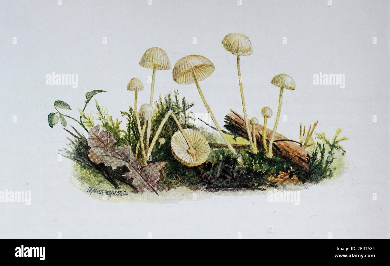 Mycena epipterygia est une espèce de champignons de la famille Mycenaceae de champignons communément trouvés en Europe, reproduction numérique d'une ilustration d'Emil Doerstling (1859-1940) Banque D'Images