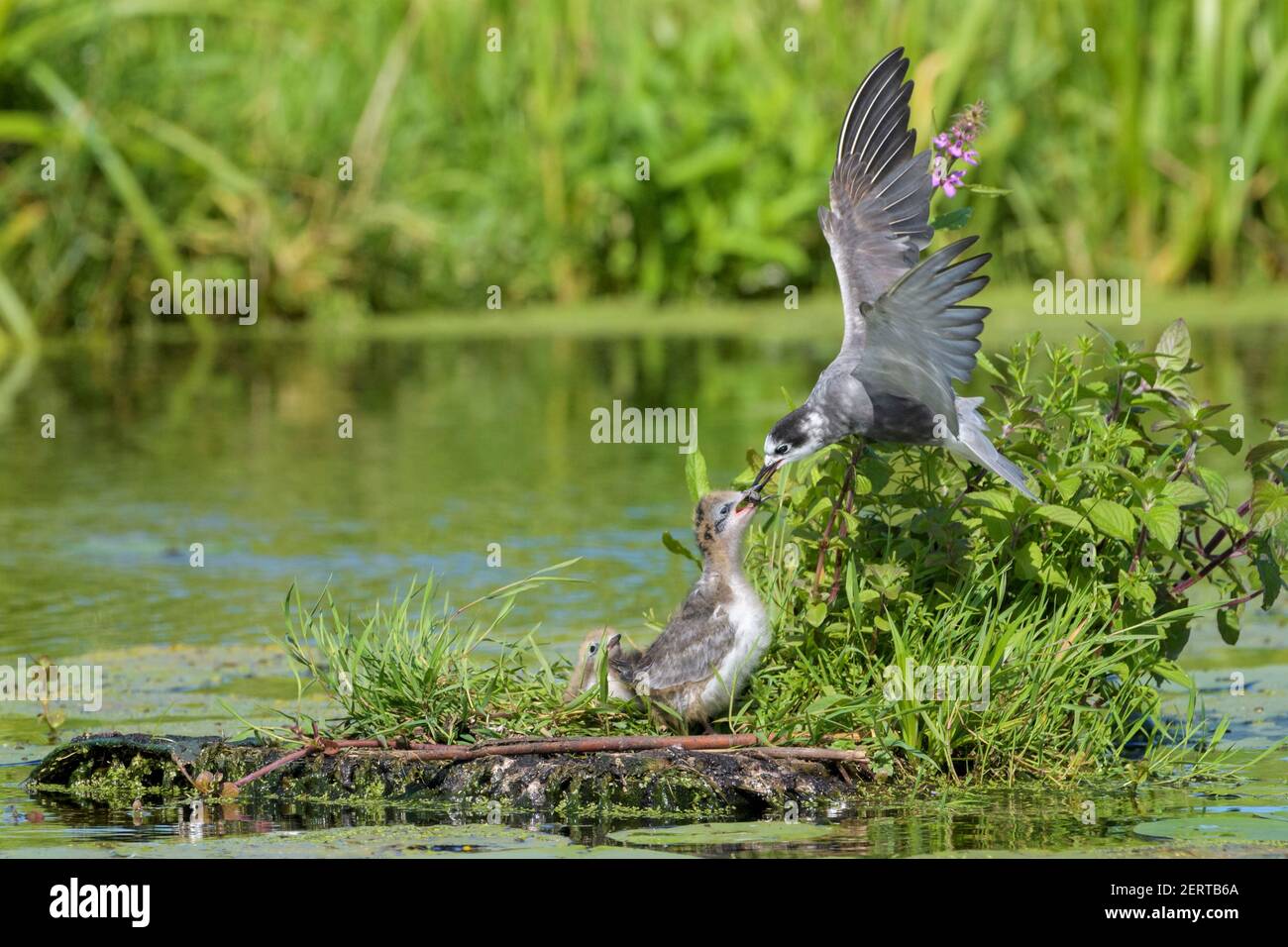 Sterne noire (Chlidonias niger) nourrissant des poussins insectes sur un flotteur de reproduction, Krimpenerwaard, pays-Bas. Banque D'Images