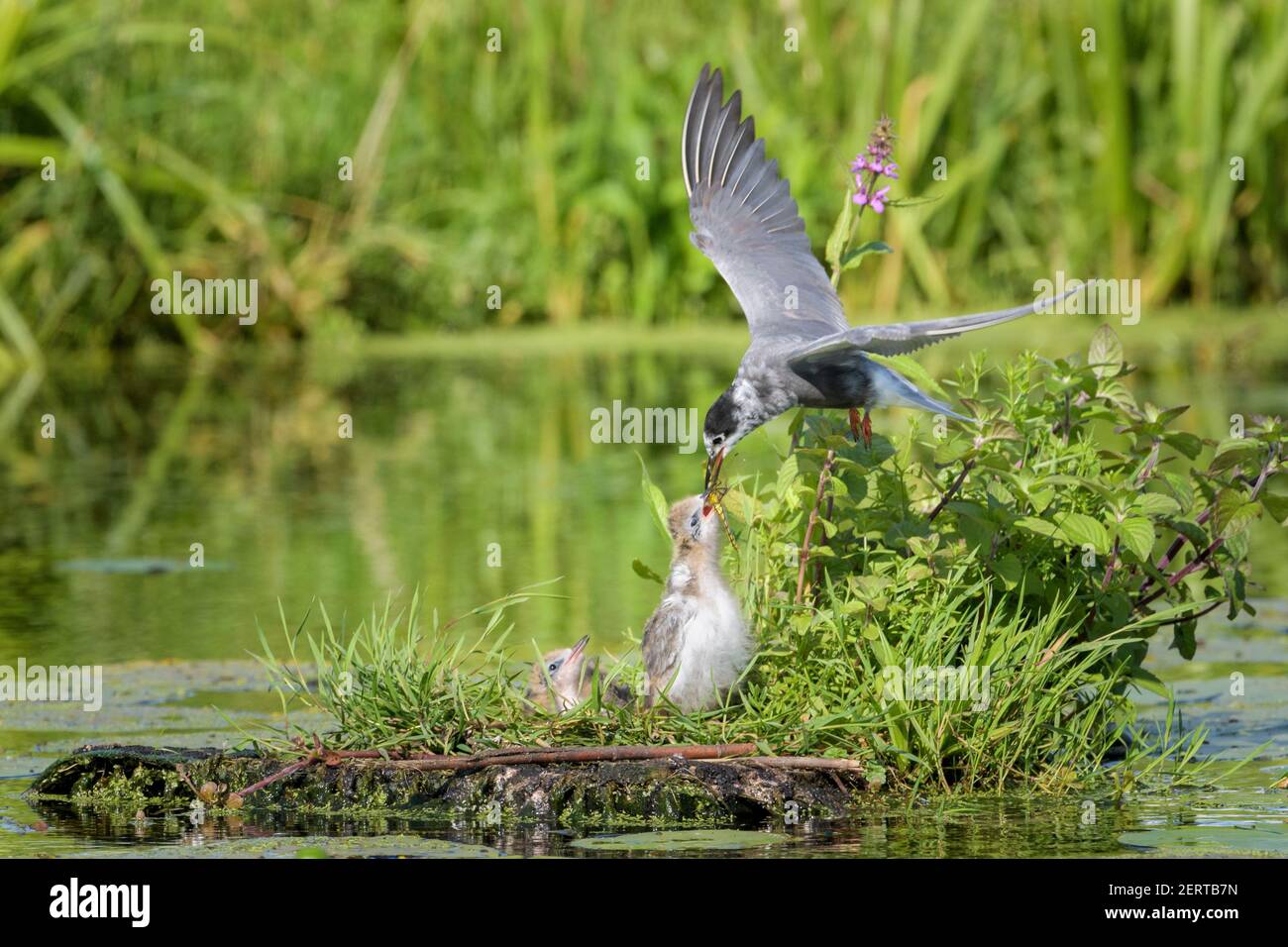 Sterne noire (Chlidonias niger) nourrissant des poussins libelle sur un flotteur de reproduction, Krimpenerwaard, pays-Bas. Banque D'Images