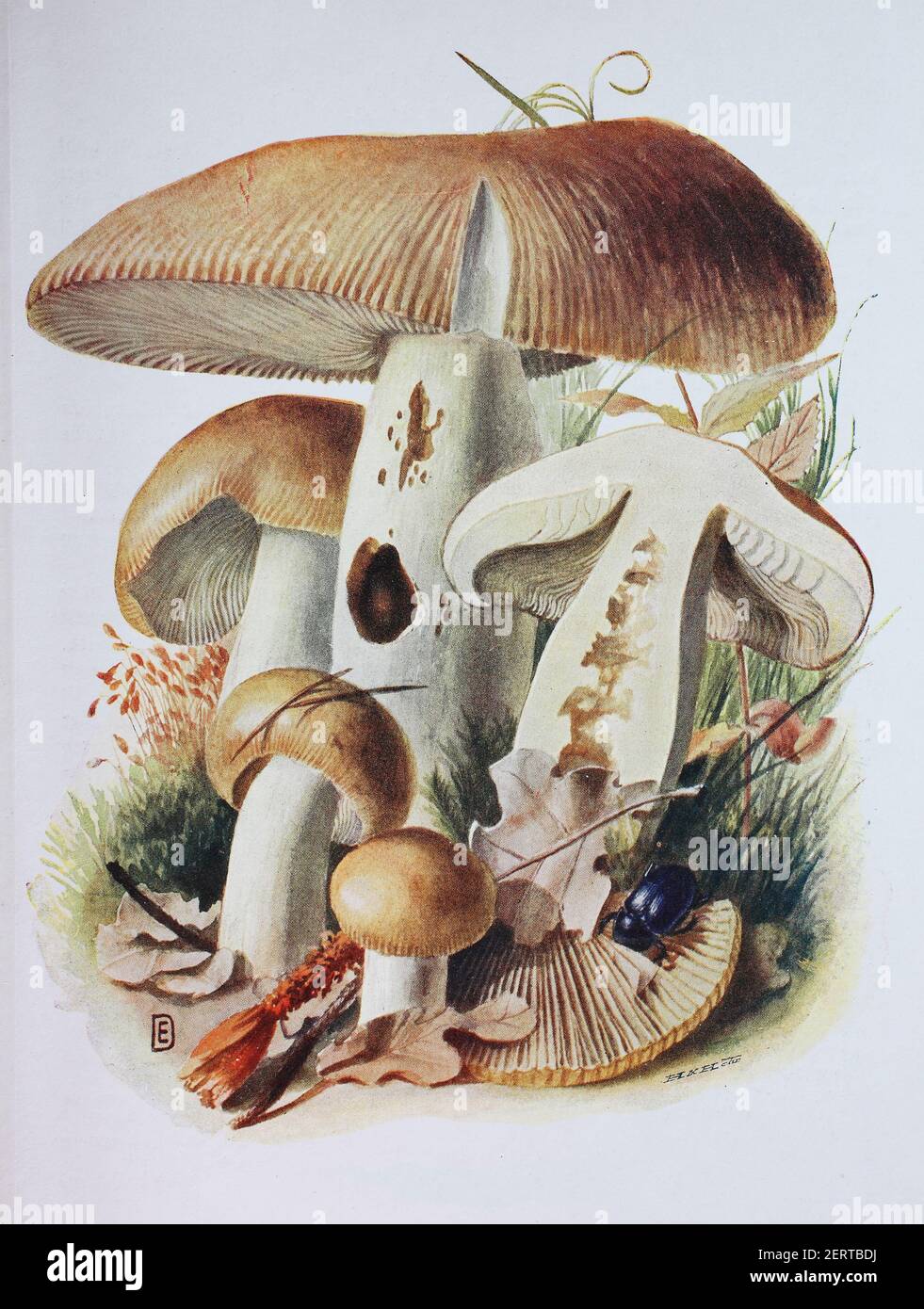 Russula foetens communément connu sous le nom de la poussette russula est un champignon Russula non comestible, commun, reproduction numérique d'une ilustration d'Emil Doerstling (1859-1940) Banque D'Images