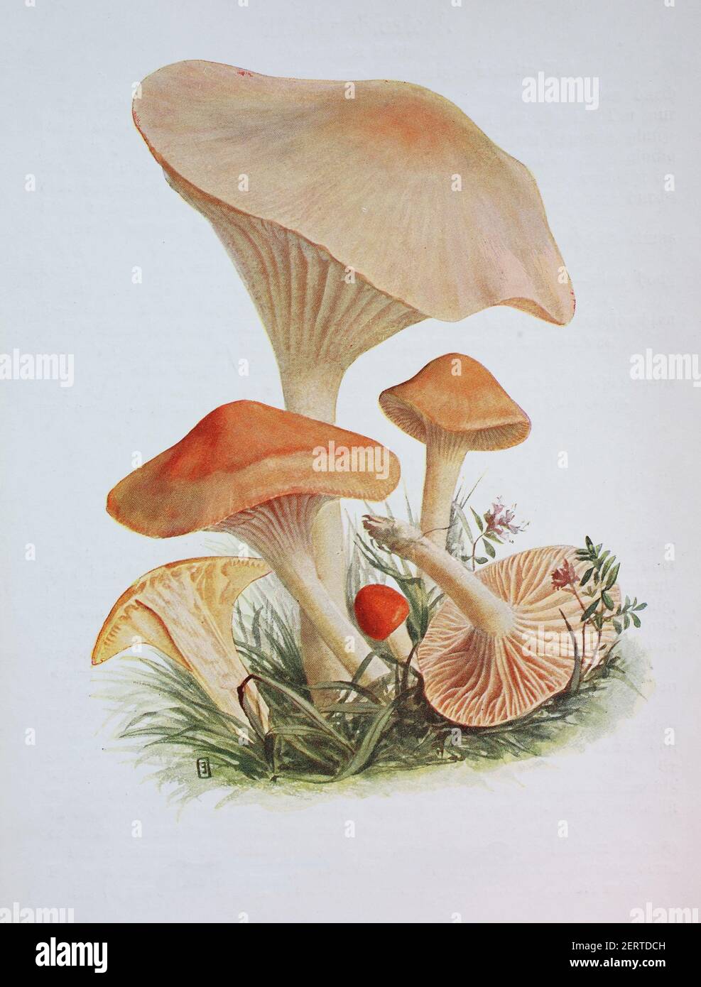 Cuphophyllus pratensis est une espèce d'agaric de la famille des Hygrophoraceae. On lui a donné le nom anglais recommandé de circap de prairie, a été appelé varioulement la citête de prairie, la ciboulette de saumon, et le beurre de Meadowcap, reproduction numérique d'une ilustration d'Emil Doerstling (1859-1940) Banque D'Images
