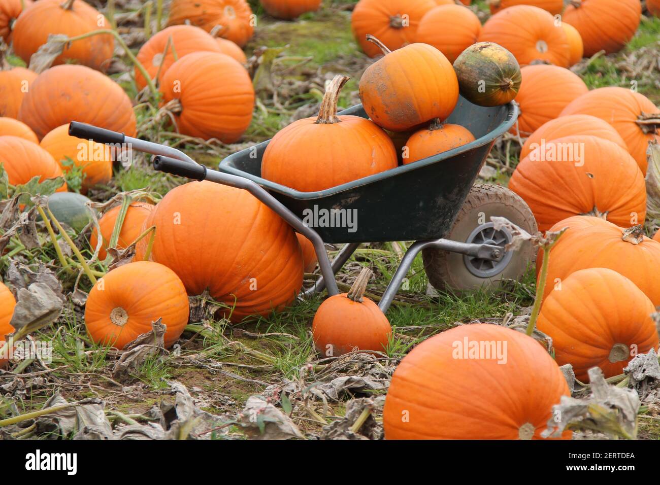 Brouette pour recueillir des citrouilles d'orange fraîchement cultivées. Banque D'Images