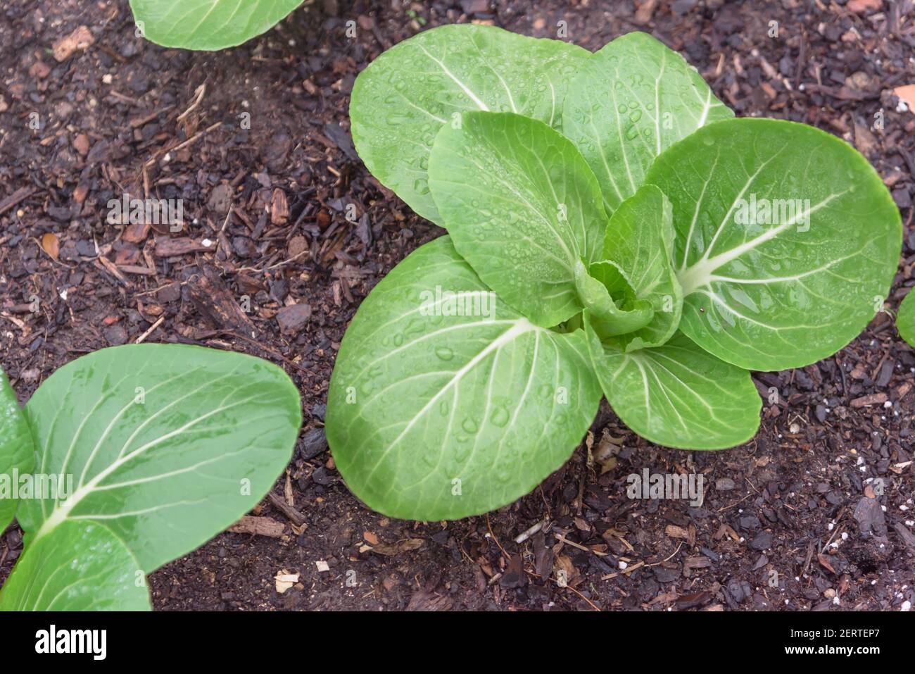 Bok choy bio verts feuillus avec de l'eau de goutte cultivée dans le jardin d'arrière-cour au Texas, États-Unis Banque D'Images