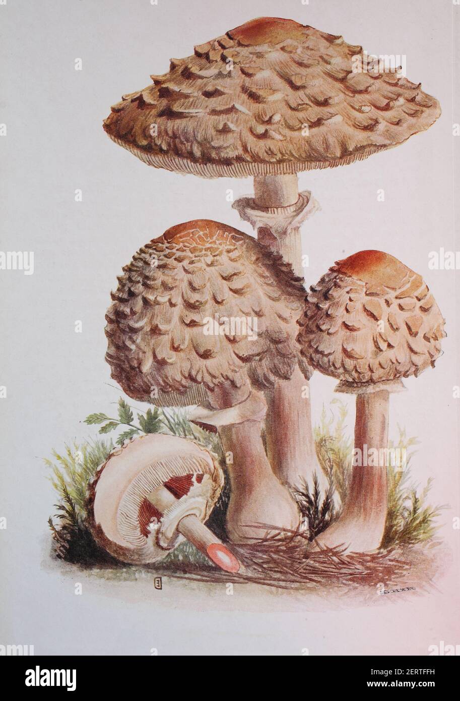 Le parasol de Shaggy est le nom commun de trois espèces étroitement apparentées de champignons, Chlorophyllum rhacodes, C. olivieri et C. brunneum, reproduction numérique d'une ilustration d'Emil Doerstling (1859-1940) Banque D'Images