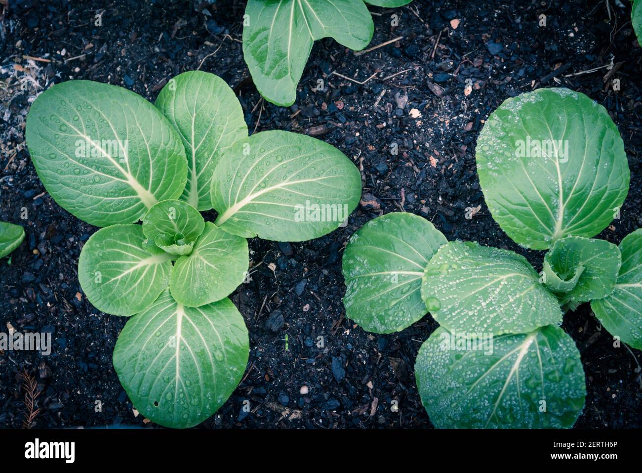 Image filtrée bok choy verts feuillus avec goutte d'eau cultivée dans le jardin de cour au Texas, États-Unis Banque D'Images
