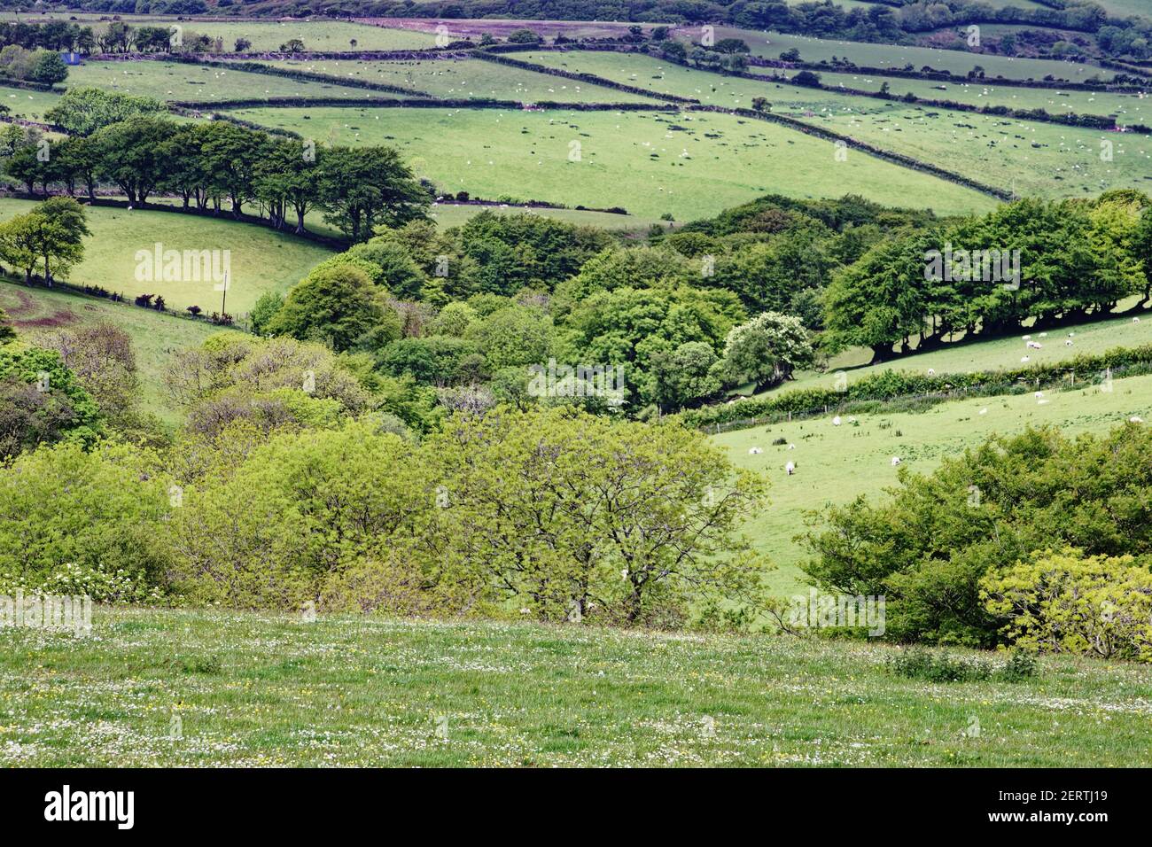 Parc national de ValleyExmoor Somerset Royaume-Uni LA000391 Banque D'Images