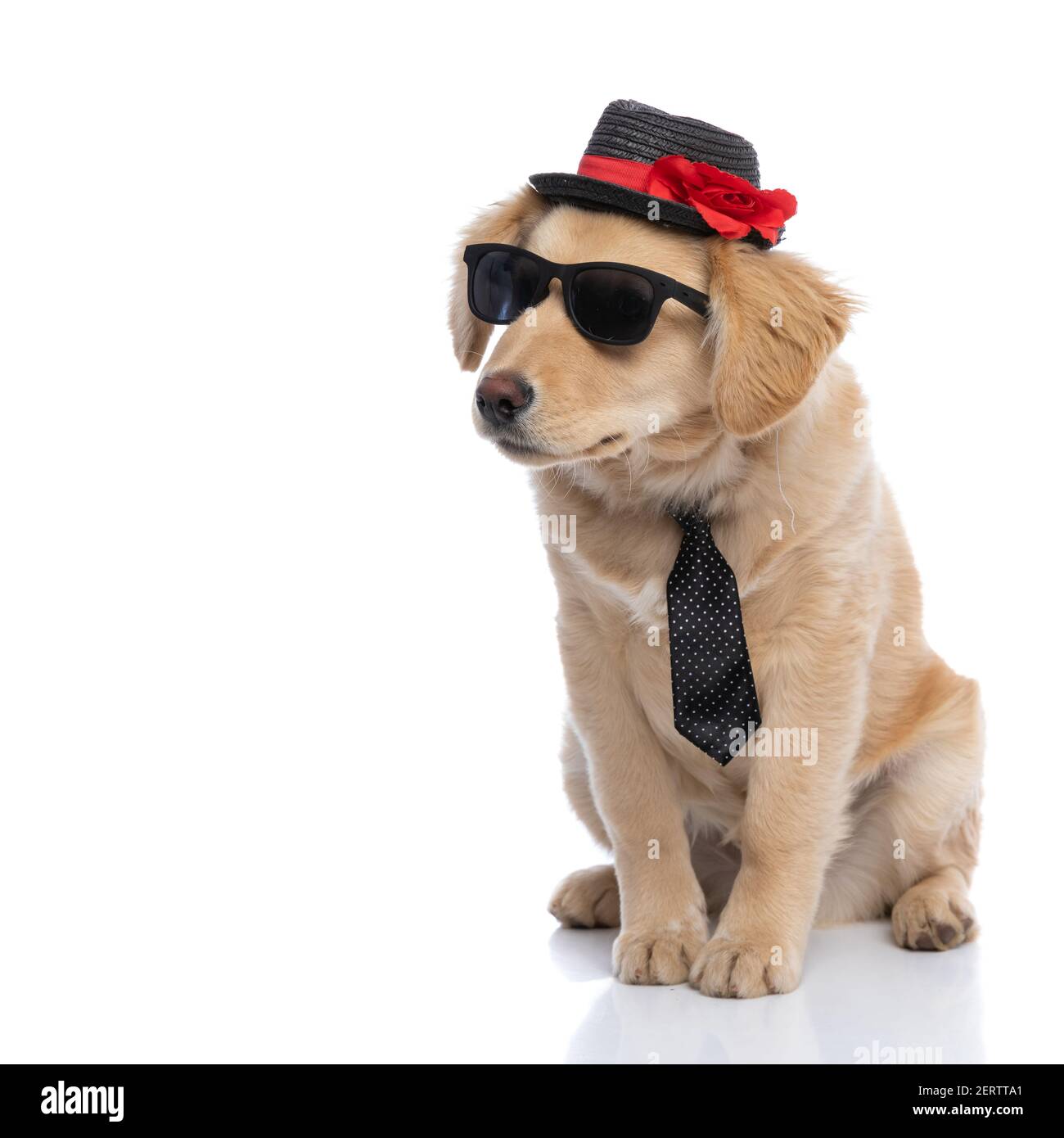 chien labrador retriever élégant et cool avec cravate à pois, portant des  lunettes de soleil et un chapeau noir, regardant sur le côté et assis isolé  sur fond blanc Photo Stock -