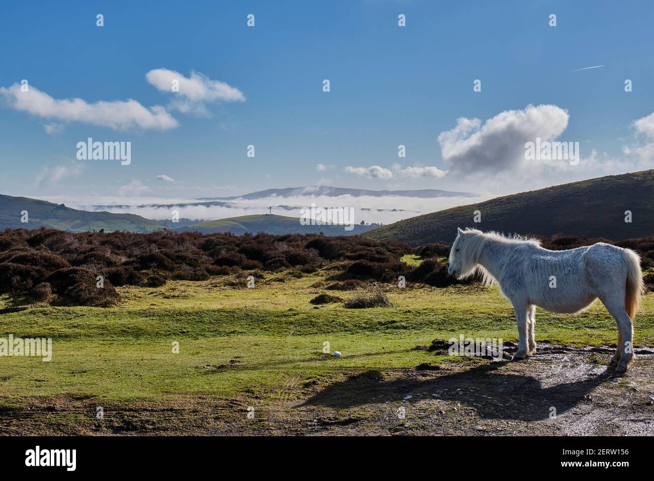 Cheval sur le long Mynd surplombant les vallées brumeuses entre Hazler Hill et Brown Clee Hill près de Church Stretton, Shropshire Banque D'Images