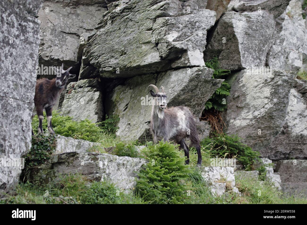 Chèvres sauvages de LyntonValley of the Rocks, parc national Lynton Exmoor Devon, Royaume-Uni MA000072 Banque D'Images