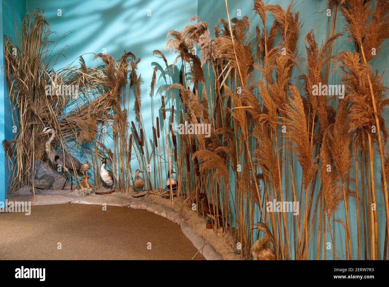 Reconstruction de l'écosystème du lac Trasimeno au Musée de la pêche de San Feliciano, Magione, Lac Trasimeno, Ombrie, Italie Banque D'Images