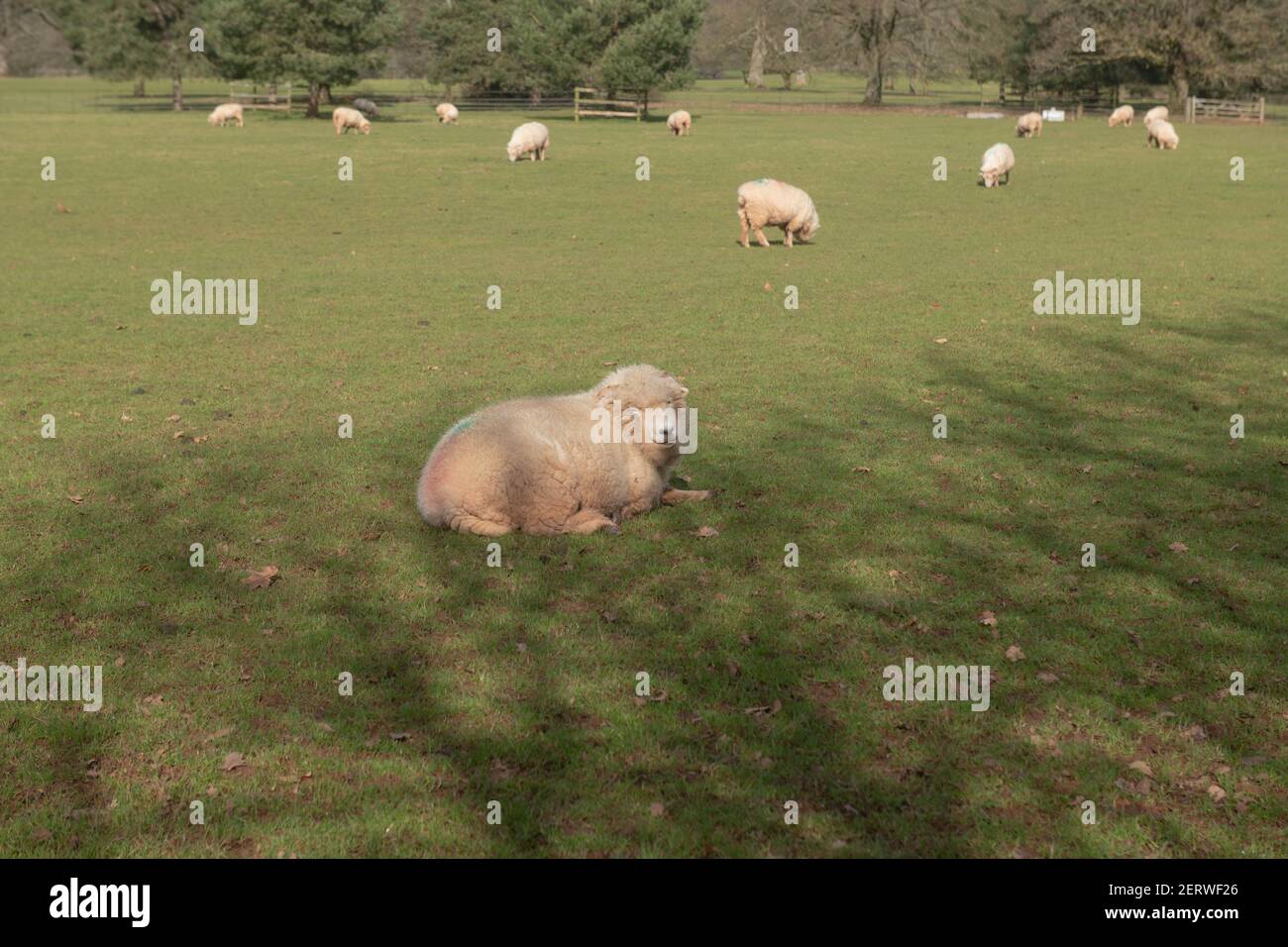 Emoor Horn Sheep (ovies aries) couché sur l'herbe dans Parkland lors d'une brillante Sunny Winter Day à Rural Devon, Angleterre, Royaume-Uni Banque D'Images