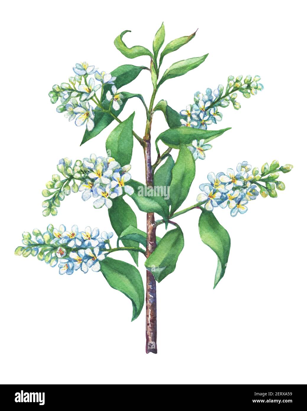 Fleur branche oiseau cerise, Prunus pagus. Aquarelle dessinée à la main sur fond blanc. Banque D'Images