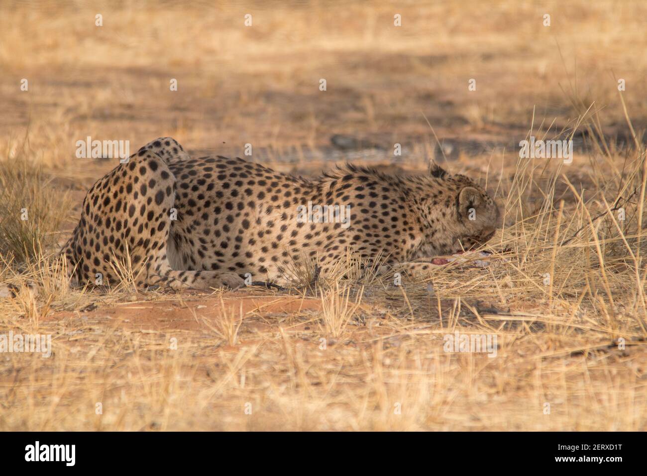 Cheetah dans le désert du Kalahari, la Namibie, l'Afrique Banque D'Images