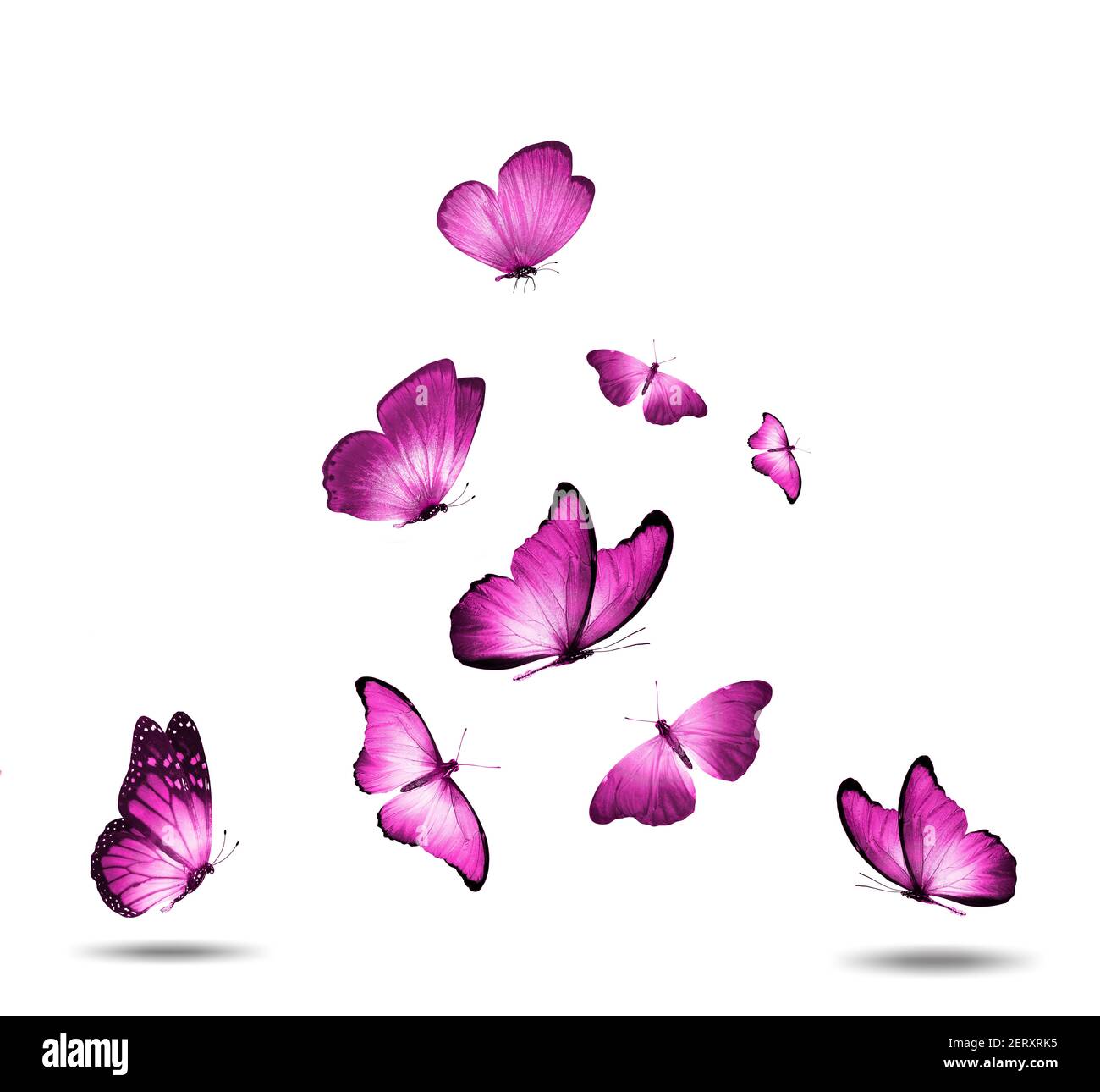 troupeau de papillons roses isolés sur fond blanc Banque D'Images