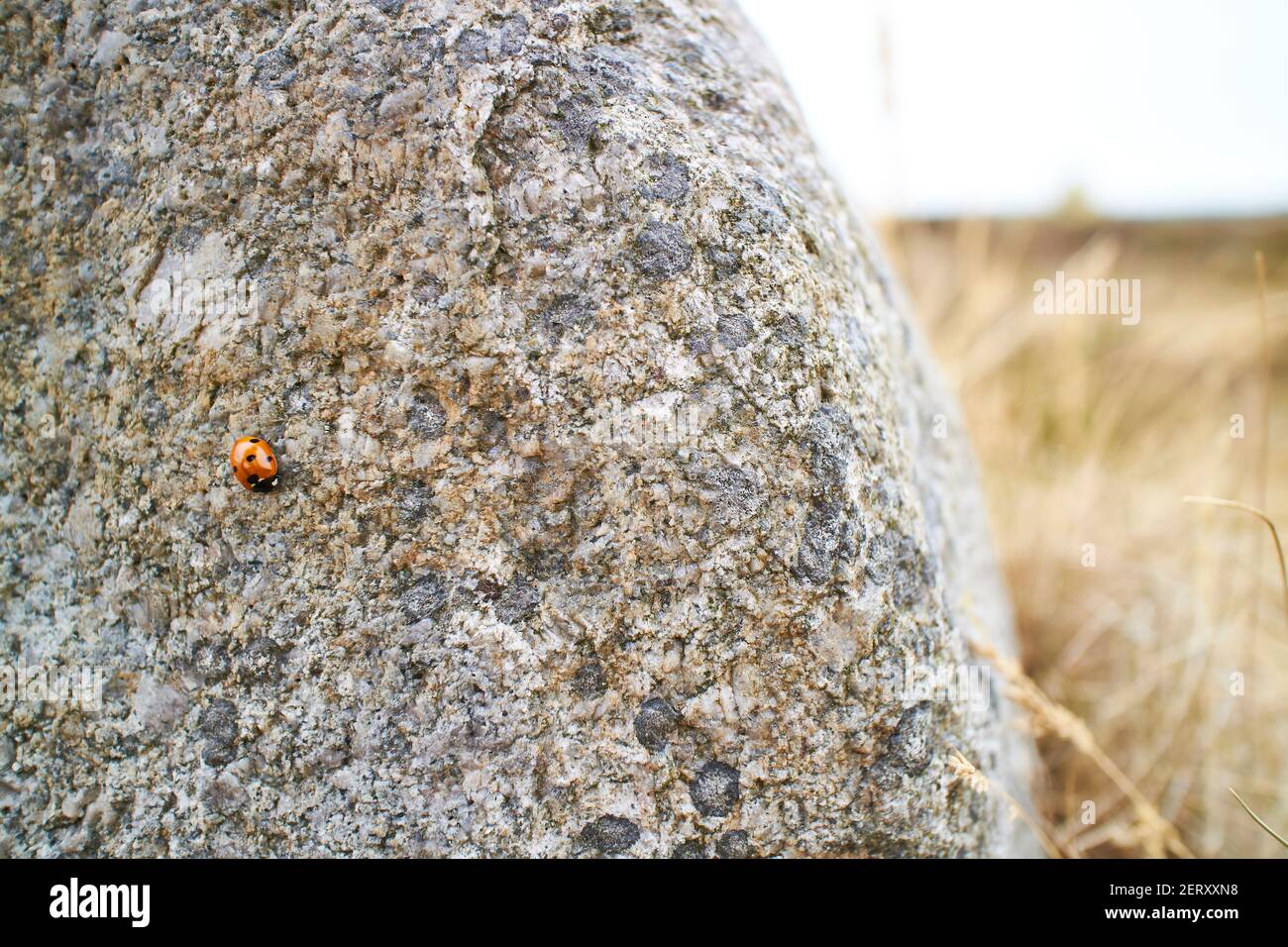 Un petit coccinelle sur un gros rocher Banque D'Images