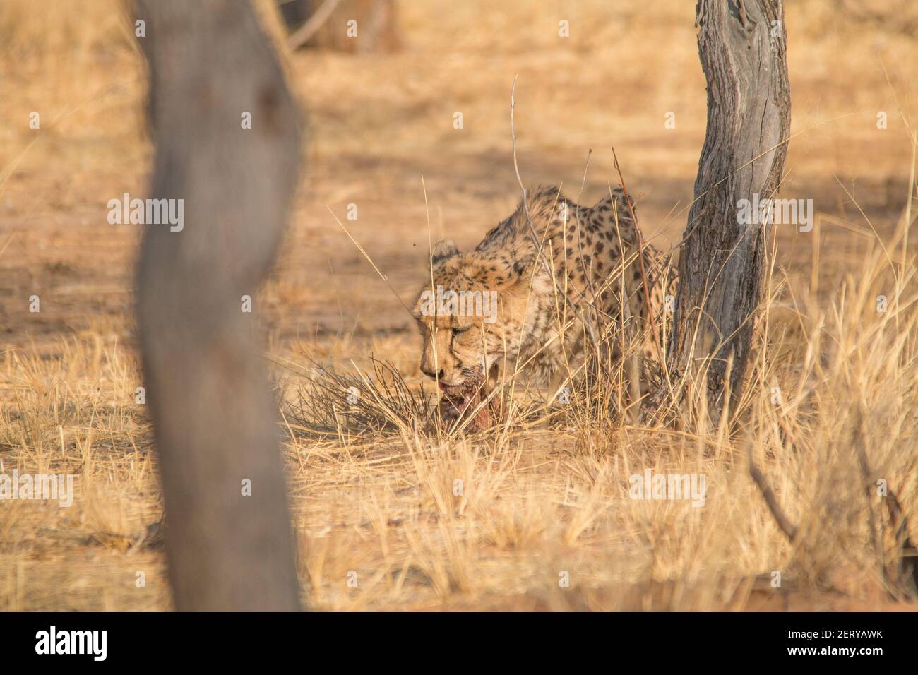 Cheetah dans le désert du Kalahari, la Namibie, l'Afrique Banque D'Images