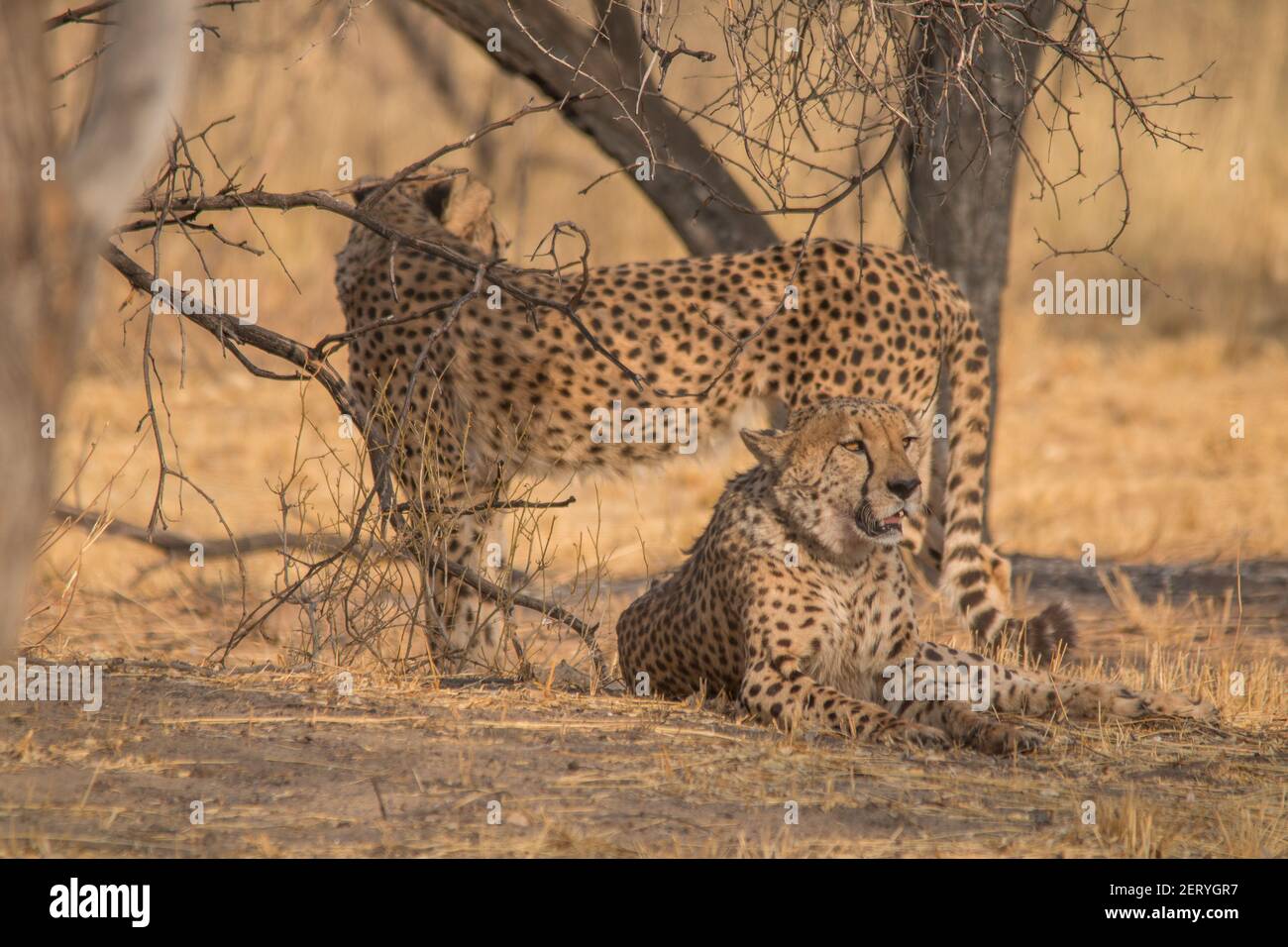 Cheetah dans le désert du Kalahari, la Namibie, l'Afrique Banque D'Images