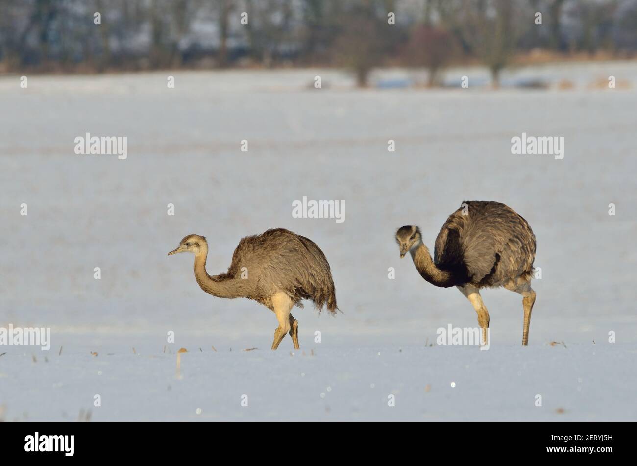 Rhea près d'Utecht, nord-ouest du Mecklembourg, Allemagne, Nandus im Schnee Banque D'Images