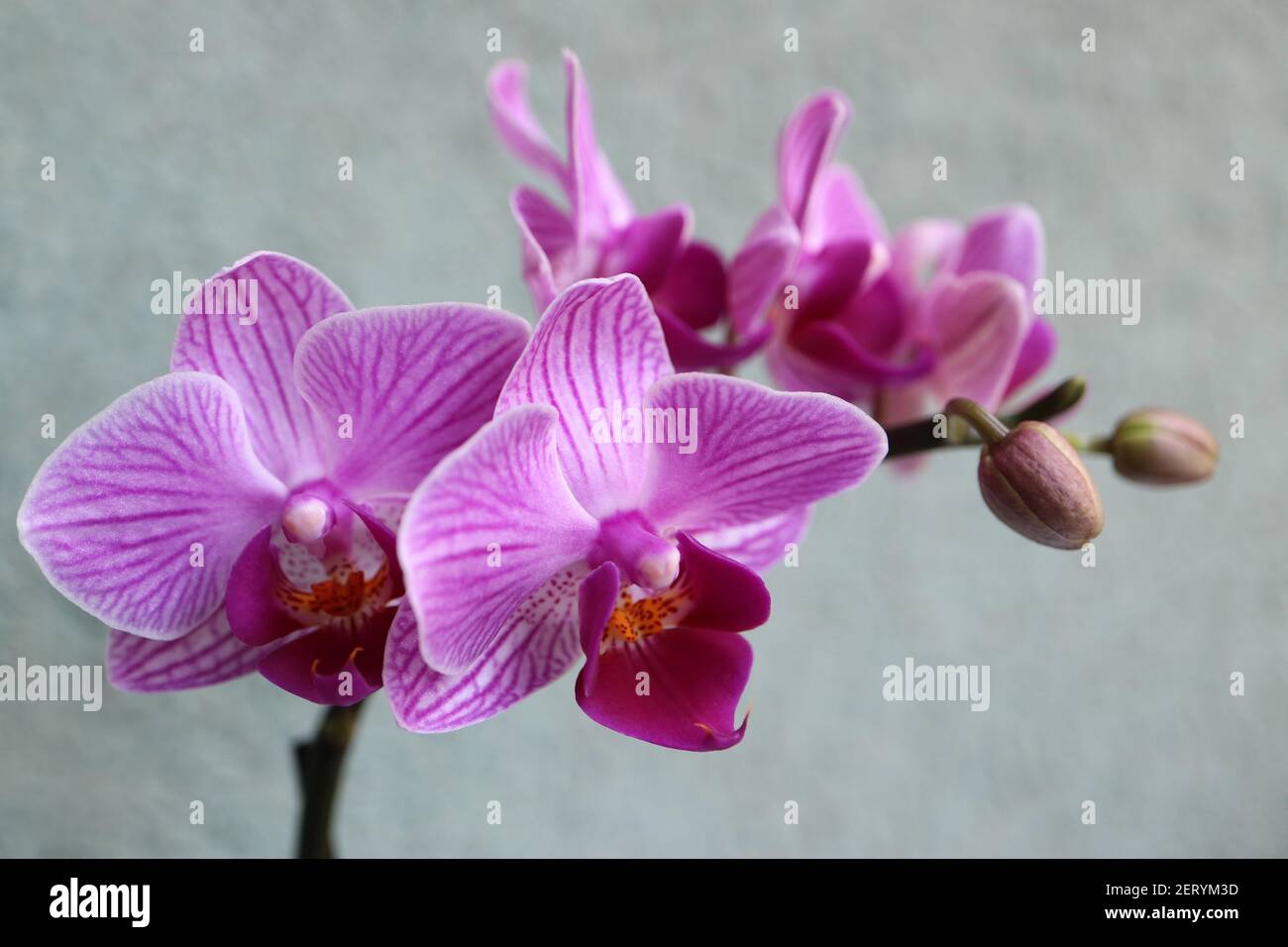Mini-orchidée pourpre avec pétales délicats , bourgeons et motifs pétale , macro d'orchidée pourpre, branche de fleur, beauté dans la nature, fleur exotique,photo macro Banque D'Images