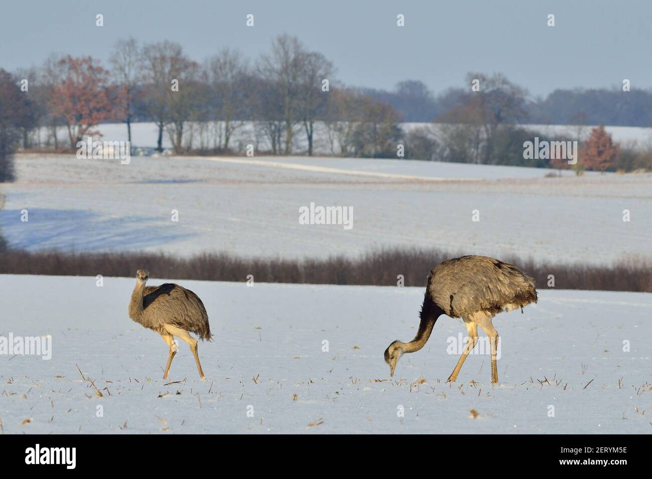 Rhea près d'Utecht, nord-ouest du Mecklembourg, Allemagne, Nandus im Schnee Banque D'Images