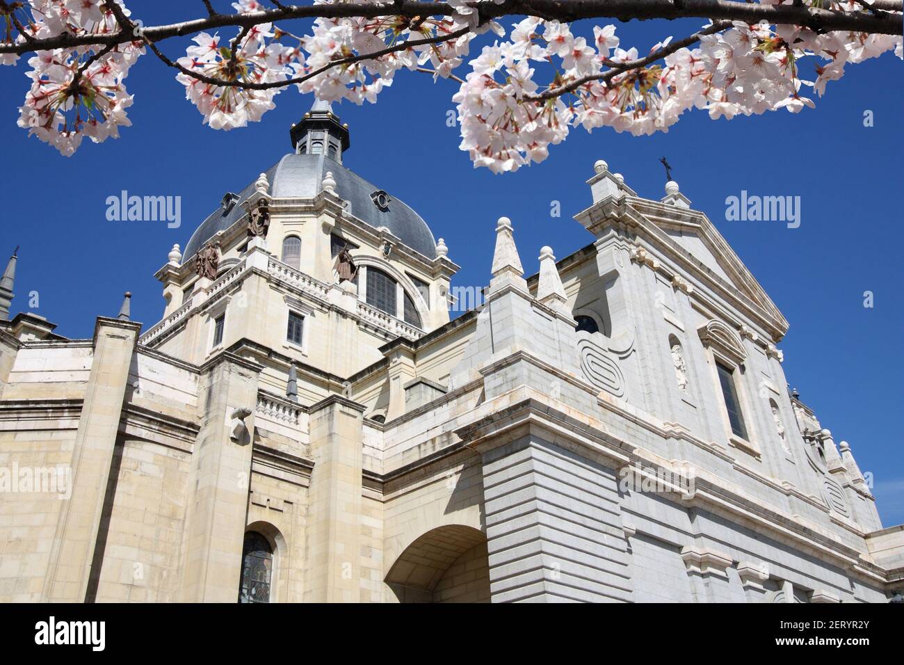 Printemps à Madrid, Espagne. Cerisiers en fleurs et cathédrale d'Almudena à Madrid. Banque D'Images