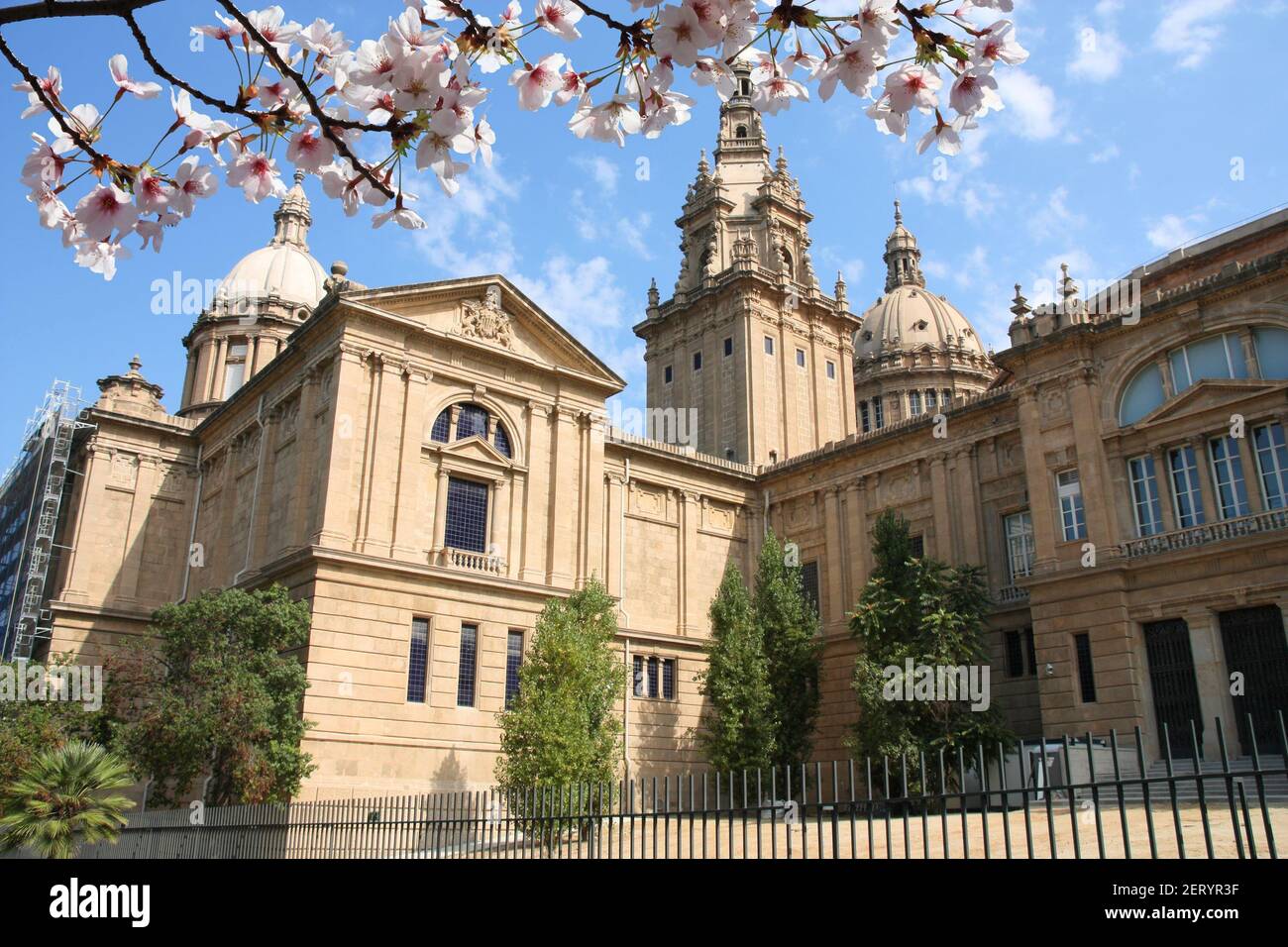 Printemps à Barcelone. Palais Montjuic, Barcelone. Cerisiers en fleurs. Banque D'Images