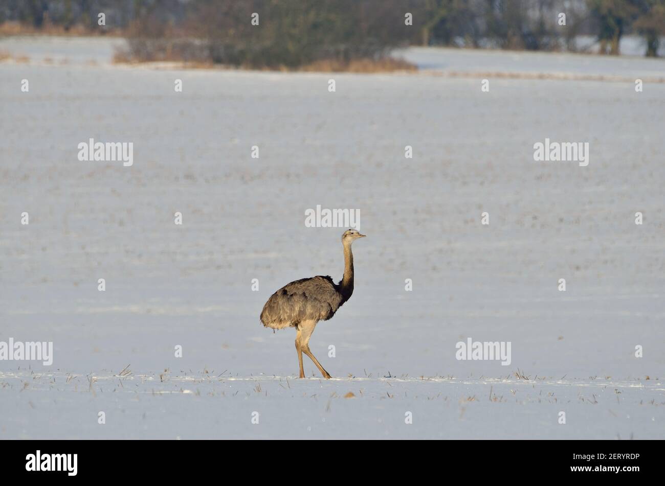 Rhea près d'Utecht, nord-ouest du Mecklembourg, Allemagne, Nandus im Schnee Banque D'Images