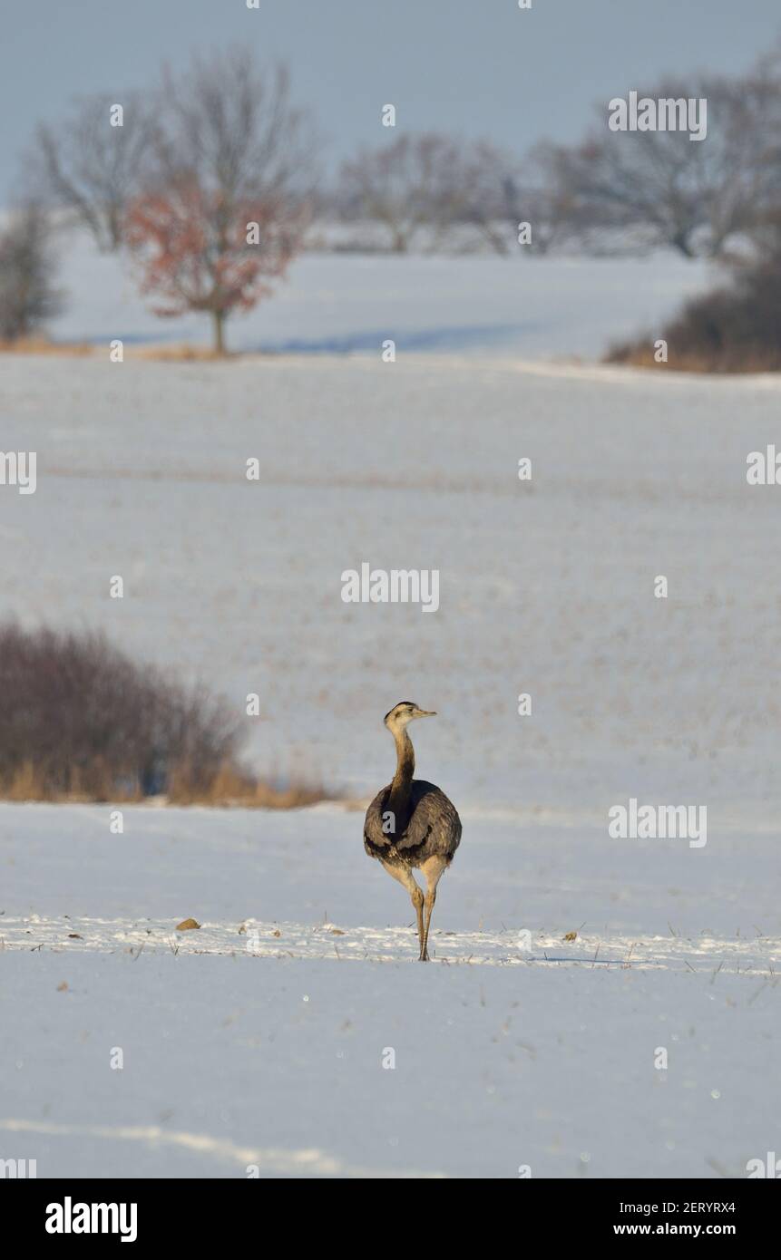 Rhea près d'Utecht, nord-ouest du Mecklembourg, Allemagne, Nandus im Schnee Banque D'Images