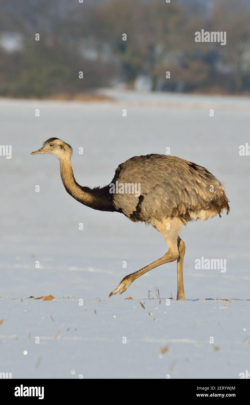 Rhea près d'Utecht, nord-ouest du Mecklembourg, Allemagne, Nandus im Schnee Banque D'Images