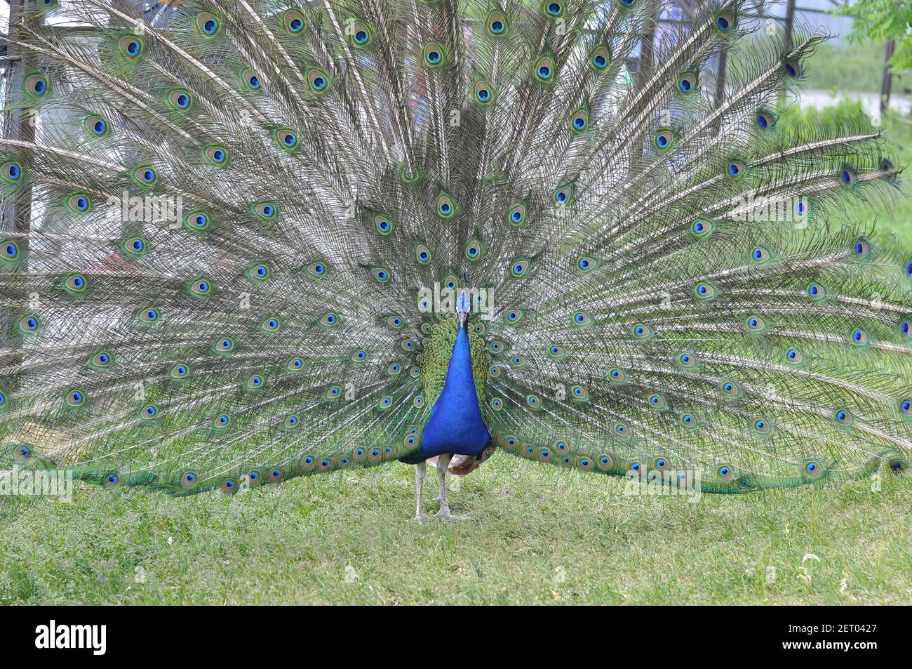 Portrait d'un paon dansant coloré. paon, Banque D'Images