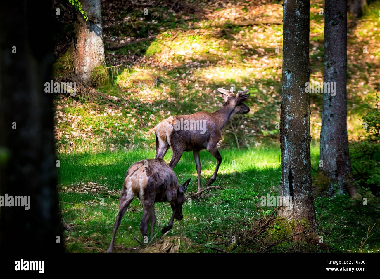 Deux déers dans la forêt par une journée ensoleillée Banque D'Images