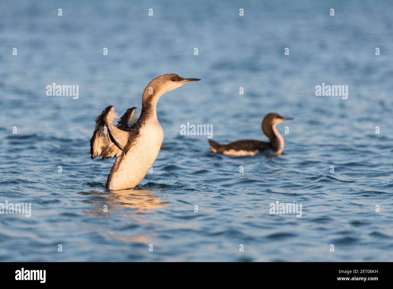 Le grand cormoran Phalacrocorax carbo dans l'habitat naturel. Photographie d'animaux Banque D'Images