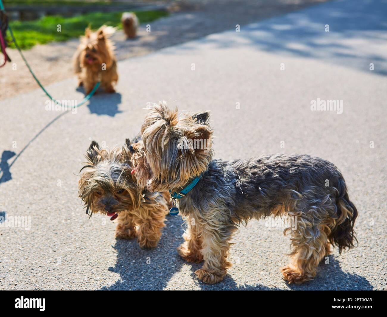 Un couple de terrier du yorkshire mignon rassemblement Banque D'Images