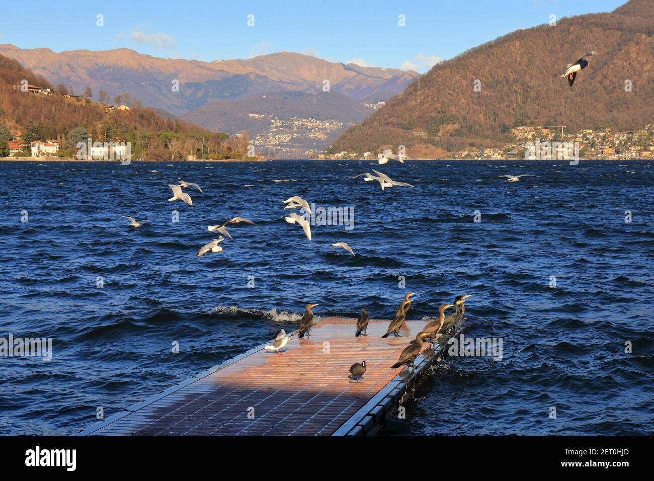 Jetée sur le lac Ceresio avec mouettes et autres oiseaux, temps clair, couleurs saturées Banque D'Images