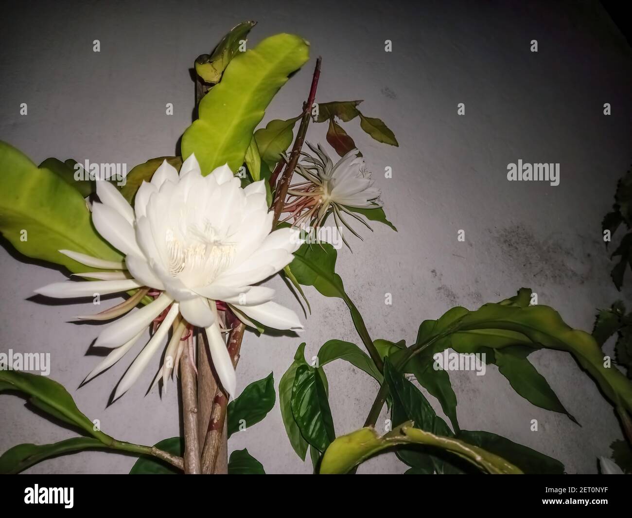 Belle photo de belle grande fleur blanche une nuit parfumée du cactus de  pipe du Dutchman ou reine de la nuit (Epiphyllum oxypetalum). CopySpace  Photo Stock - Alamy