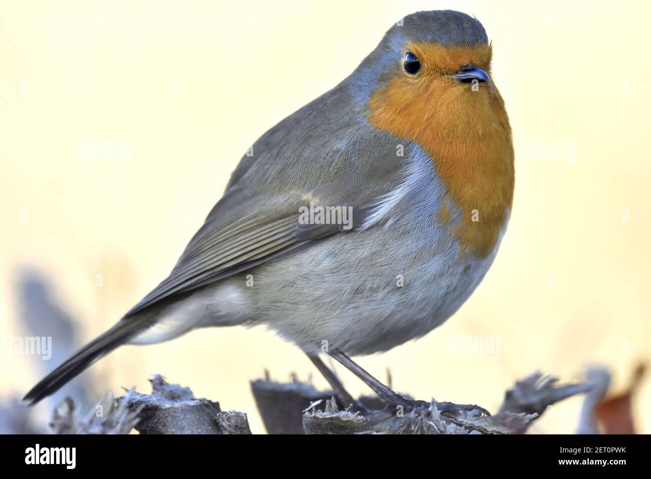 European Robin (erithacus rubecula) Kent, Royaume-Uni. Hiver Banque D'Images