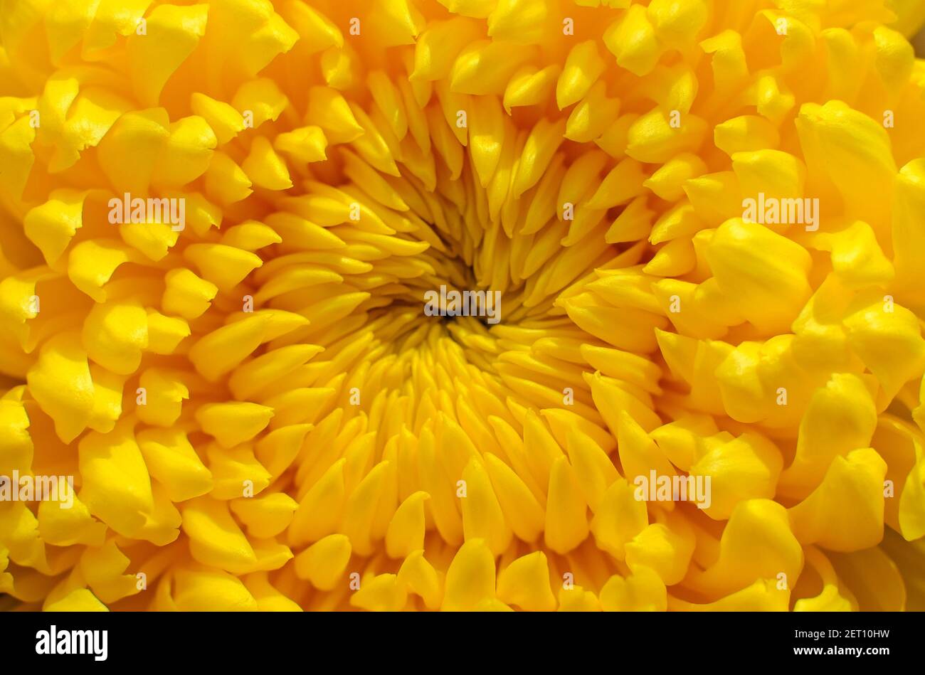 fleur jaune chrysanthème fleur Banque D'Images