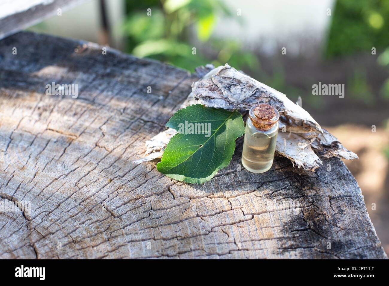 Bouteille d'huile essentielle pour arbre à thé sur fond de bois. Huile médicale en médecine, phytothérapie, cosmétologie Banque D'Images