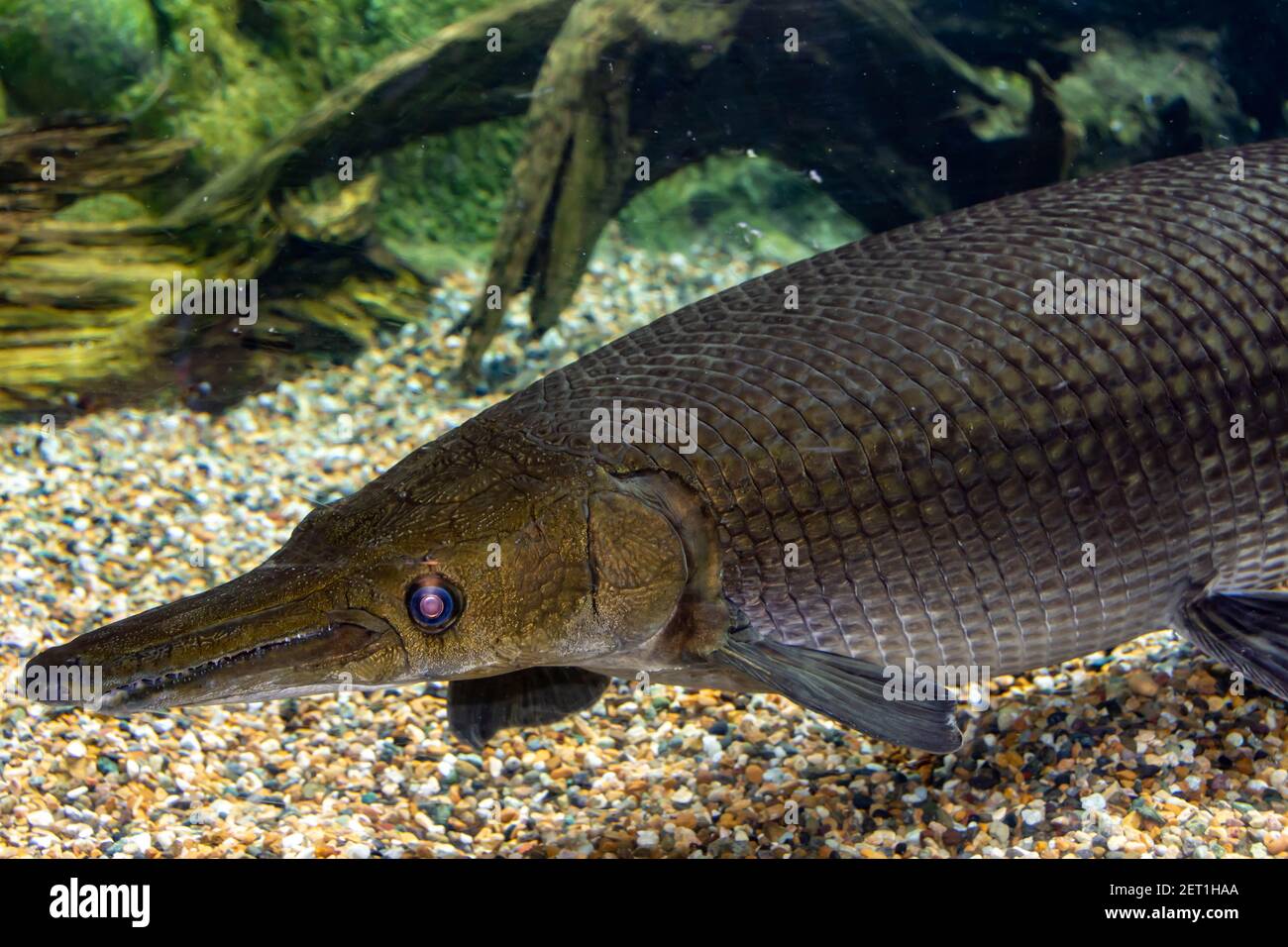 Plus gros poisson osseux Banque de photographies et d'images à haute  résolution - Alamy